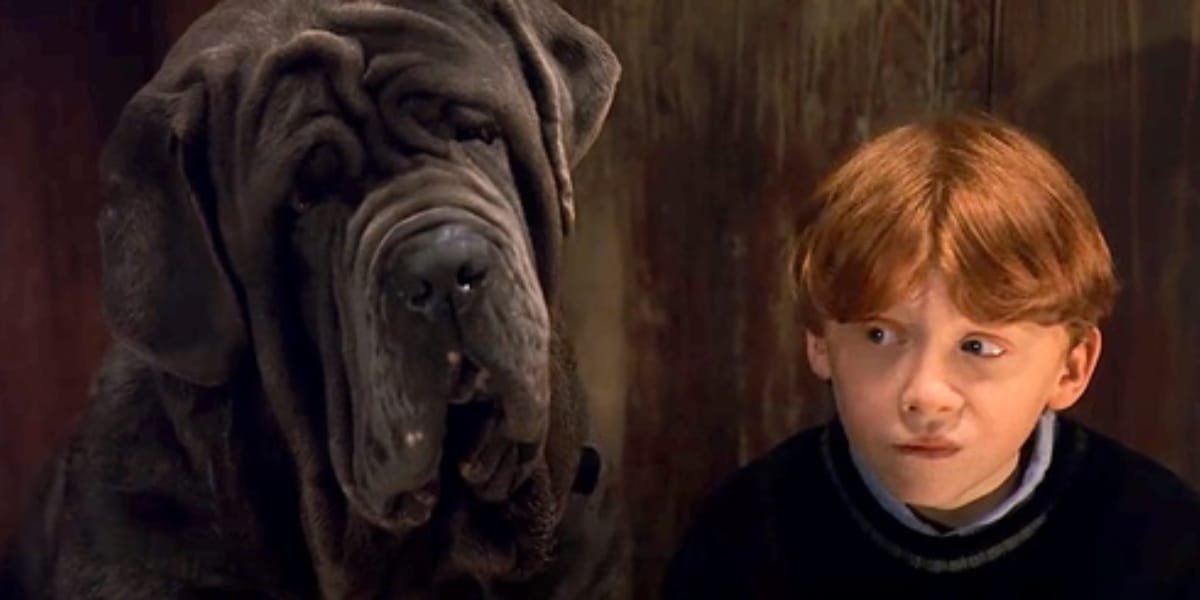 Wie Heißt Der Dreiköpfige Hund Bei Harry Potter Hagrids Hund: Alles über den Hund von Hagrid aus Harry Potter